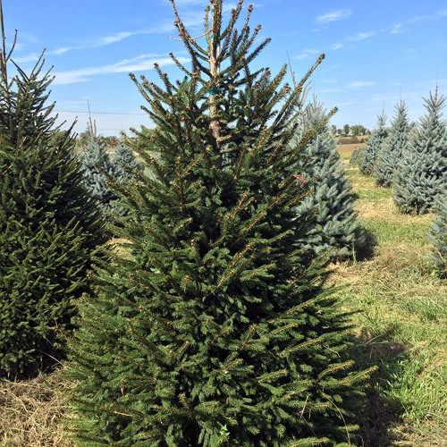 Picea abies - Harilik kuusk C2/2L